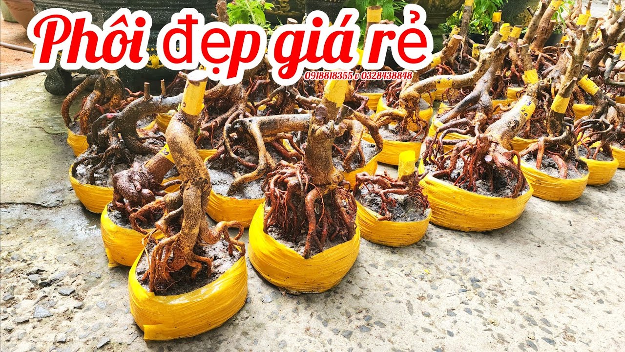 10/3 a Nên 0918818355 v 0328438848 phôi mai bonsai đế đẹp giá rẻ|MaivàngThanhTâm