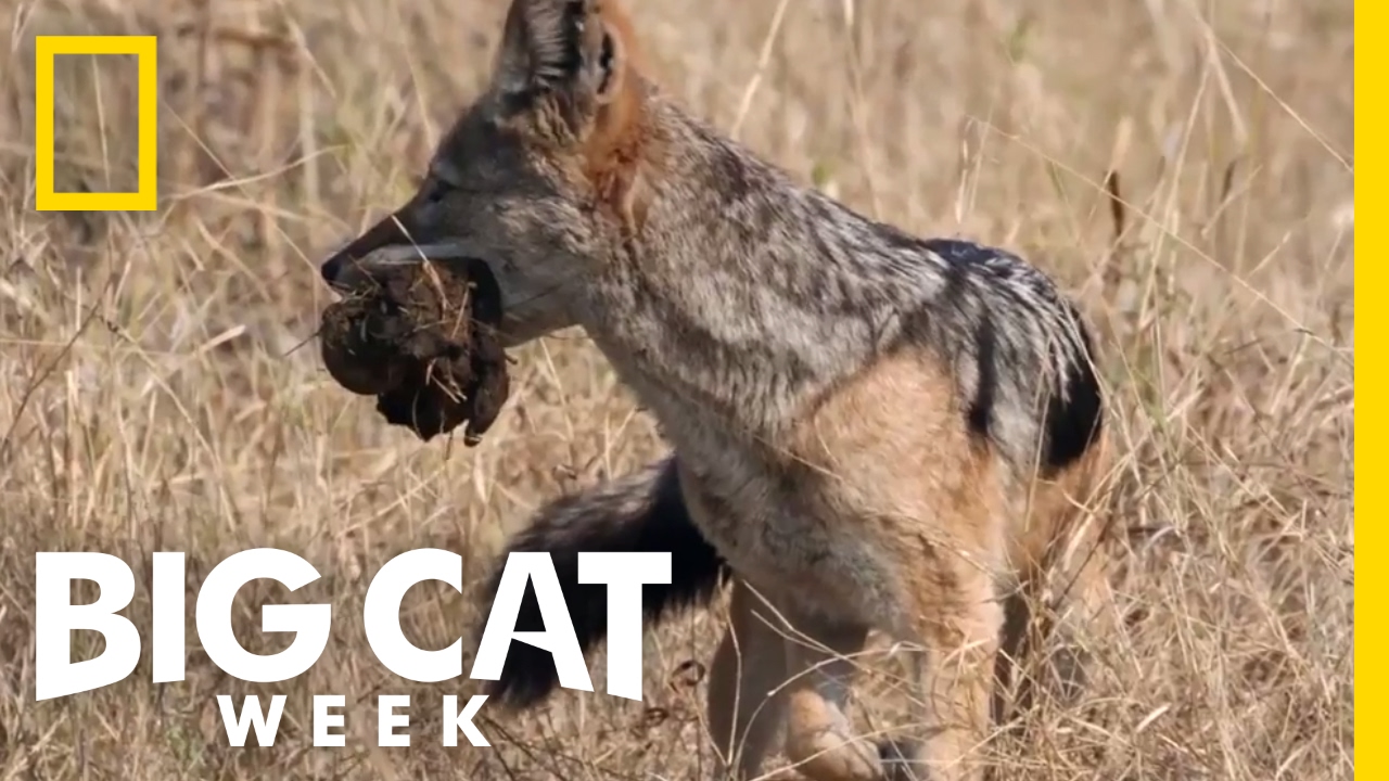 Sneaky Scavengers | Big Cat Week