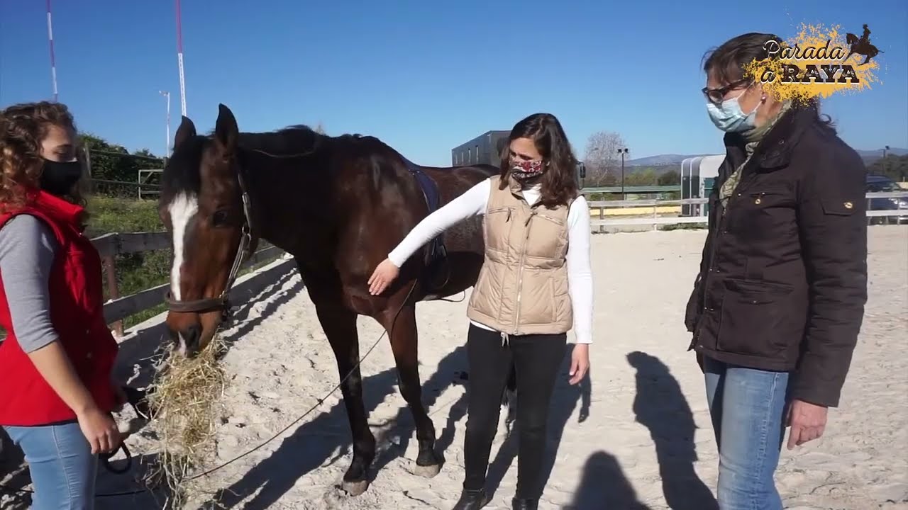 Aprende los estiramientos que necesita tu caballo