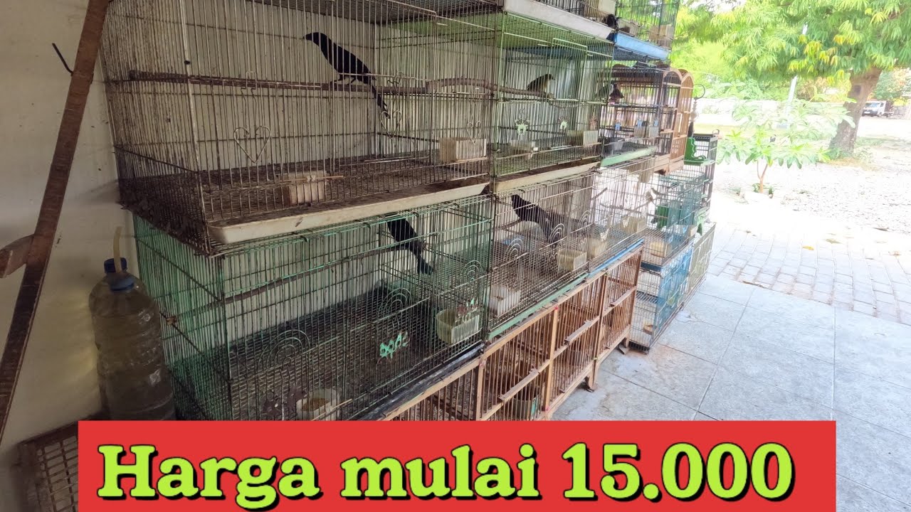 cek pasar burung bojonegoro Buana lestari