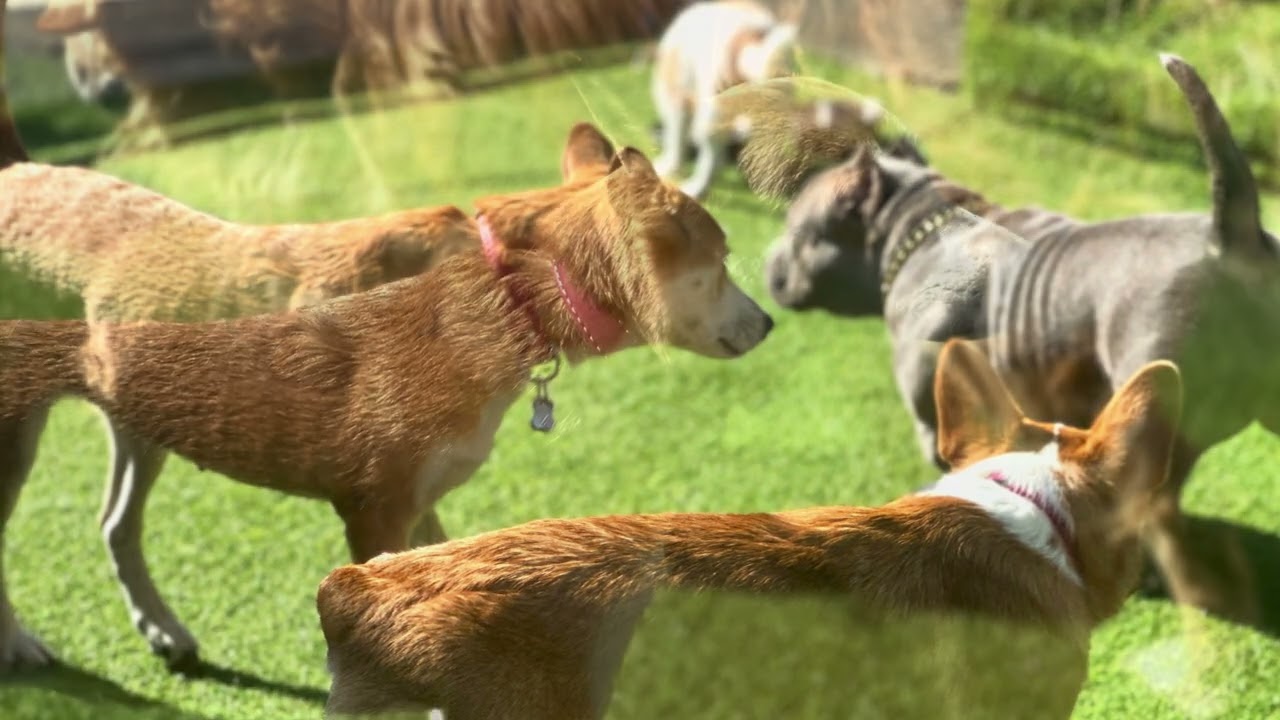 Happy dog                         2026年3月13日