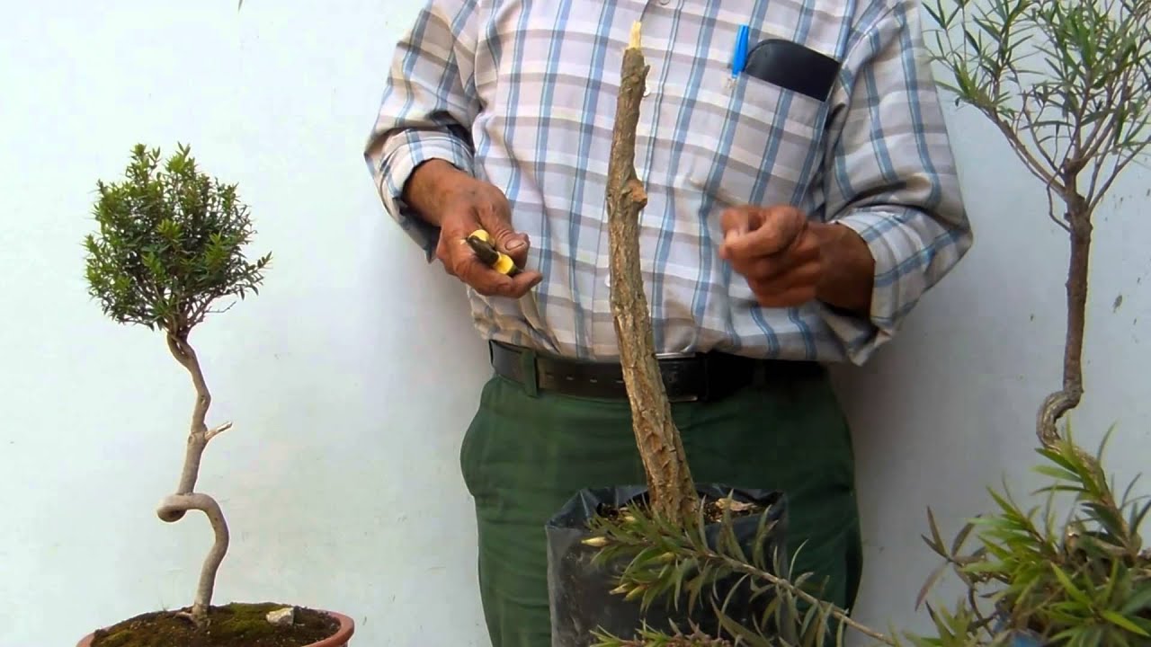Empezar bonsai con árbol de 15 años