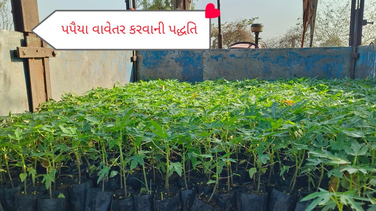 March 18, 2026 પપૈયા વાવેતર કરવાની પદ્ધતિ #પપૈયાનીખેતી 