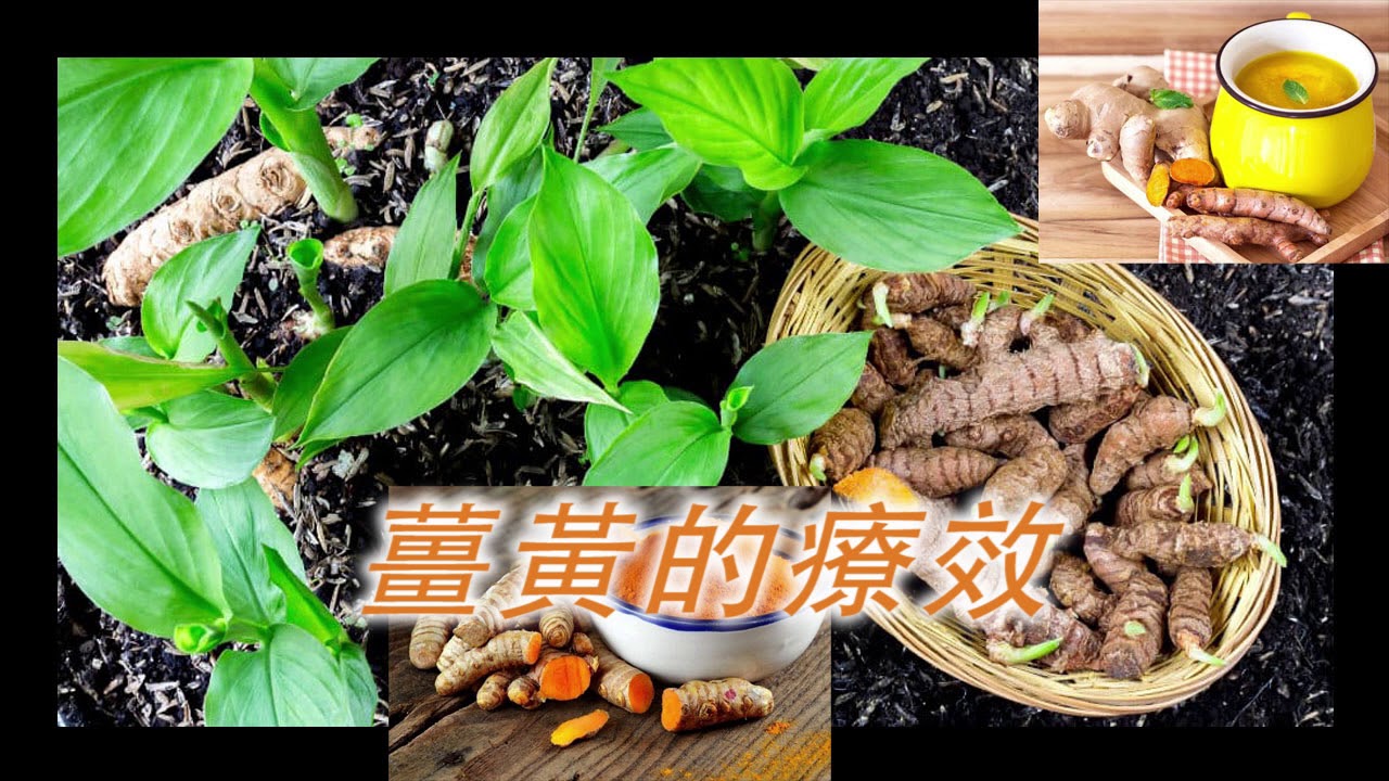 《自然療法與你》- EP474 - 薑黃的療效