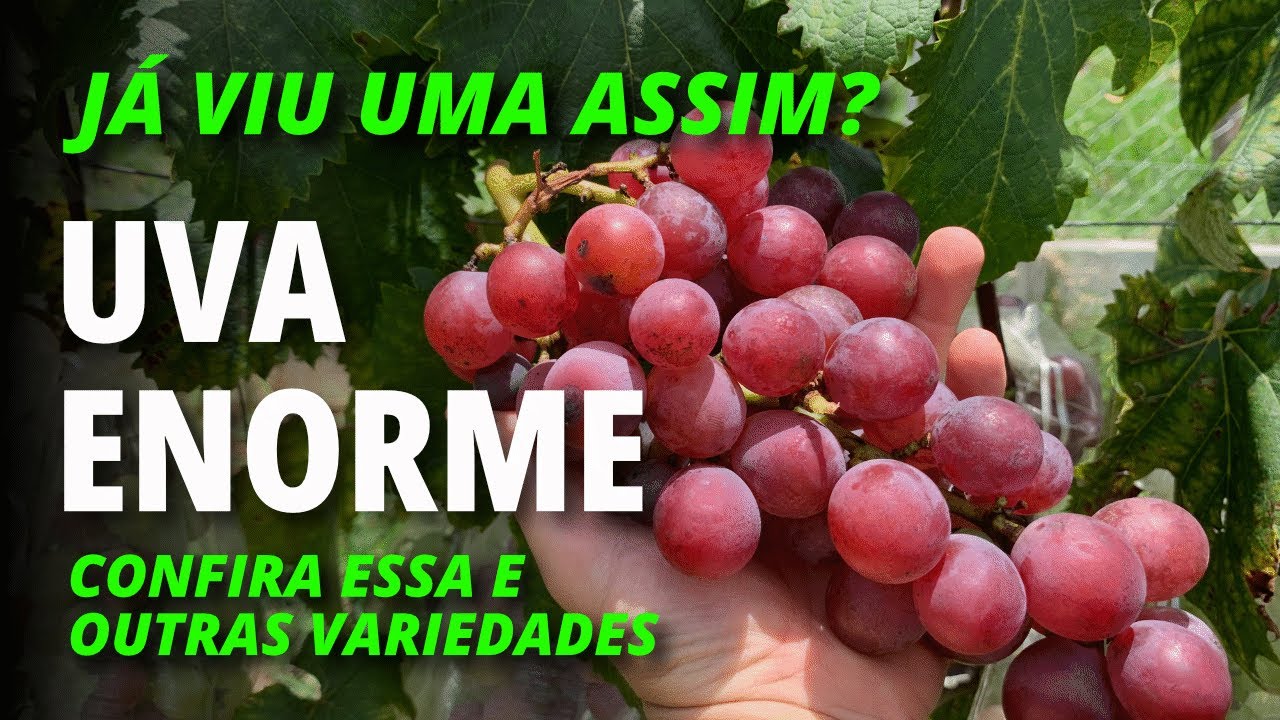 Confira algumas variedades de uva de mesa de vinho