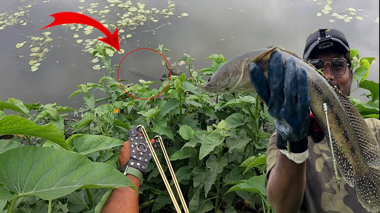 गुलेल से Snakehead का शिकार: Fish Hunting Challenge
