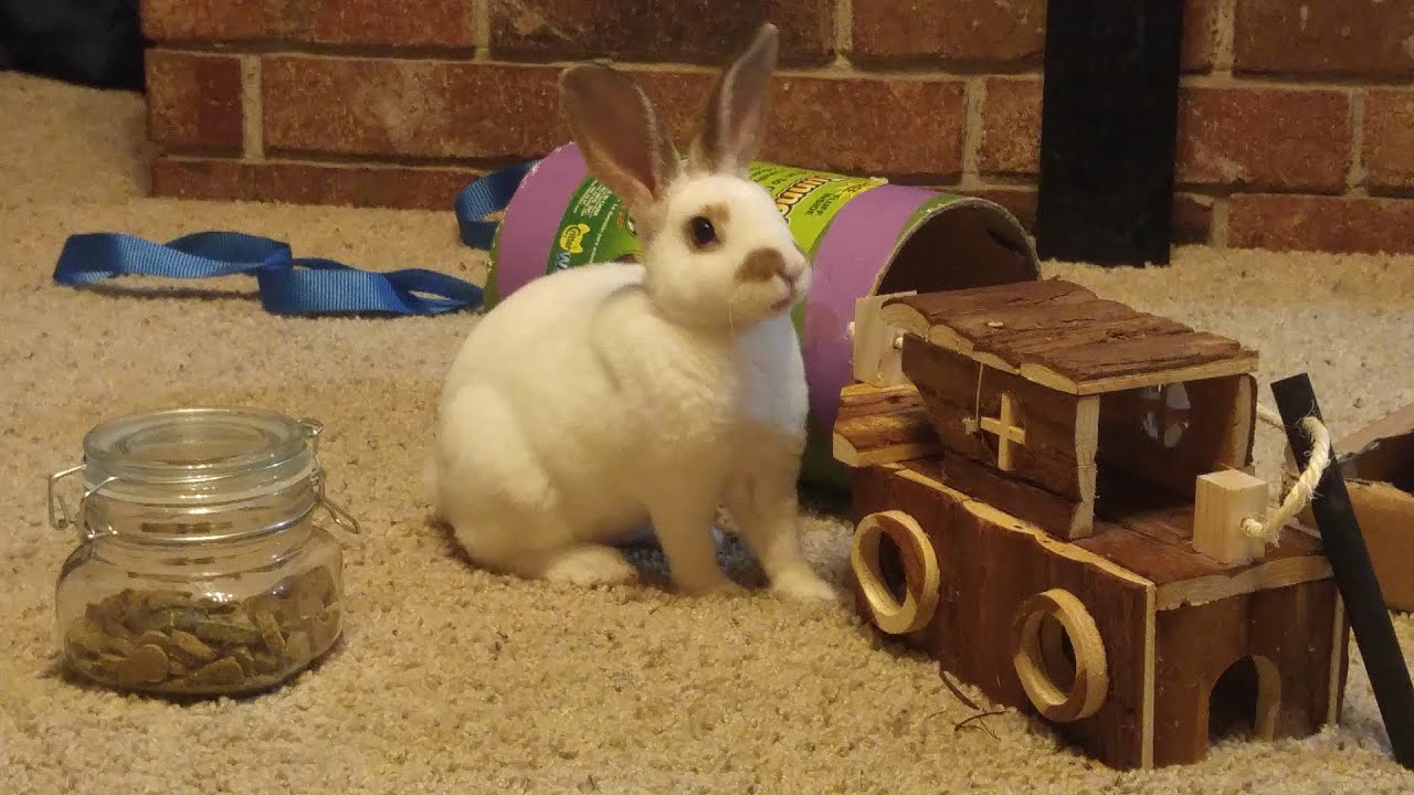 Snowdrop Health Update 4: She's Well and Probably In The Clear!    [Thumbnail shows Twitch]