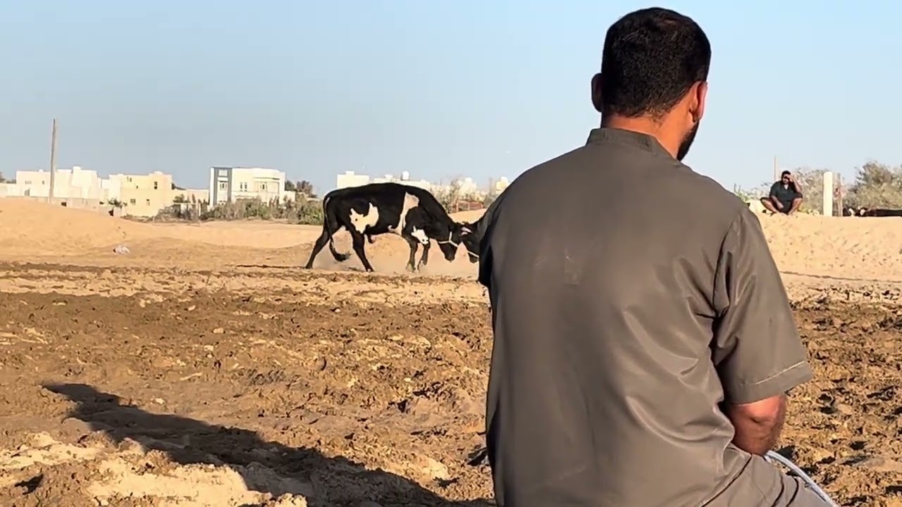 عناد & نادر