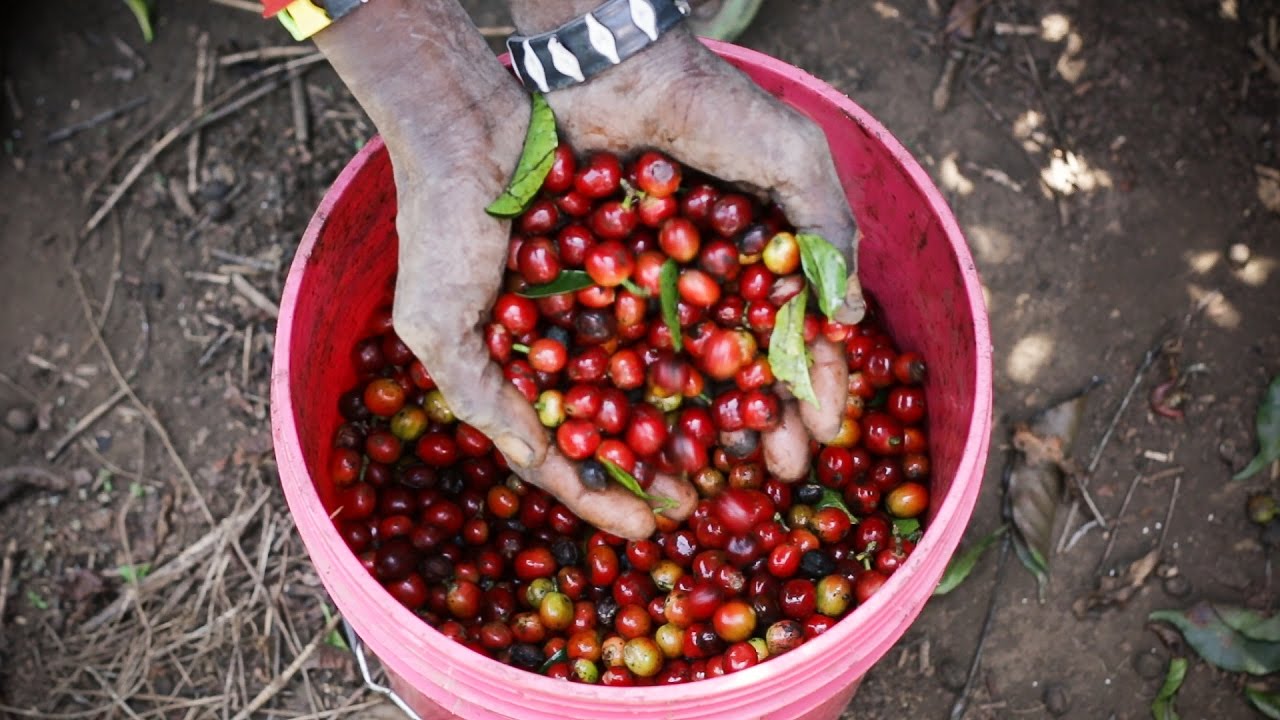 Плантации кофе в высокогорьях Танзании |  Mondul Coffee Estates