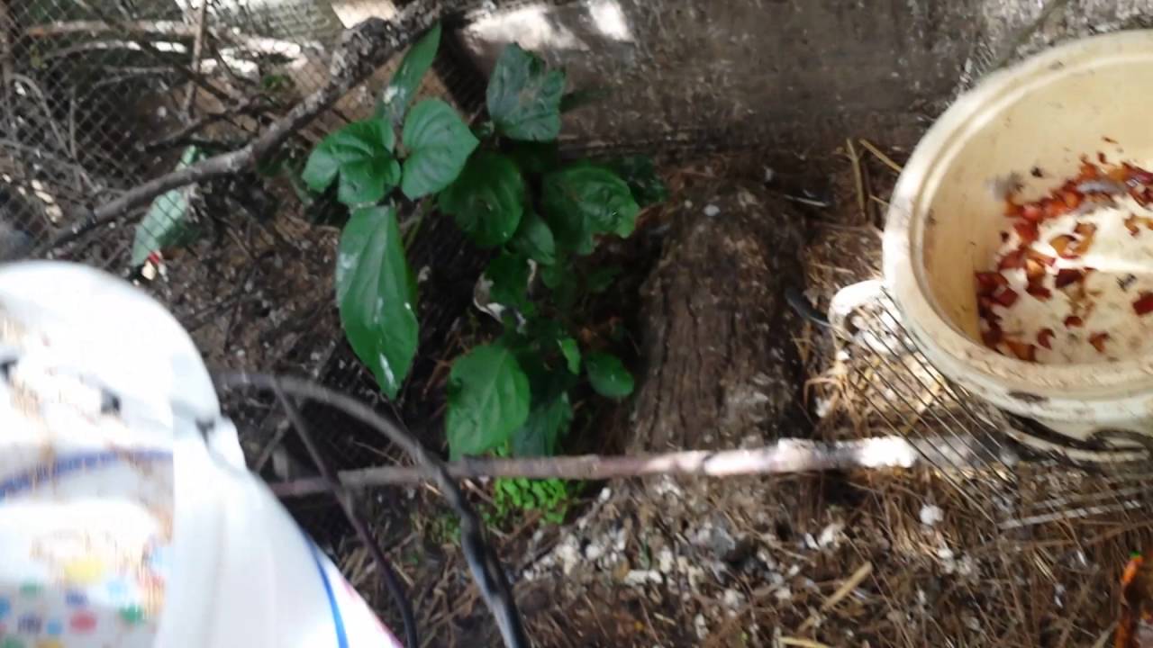 Breeding hill mynah 4/28/16