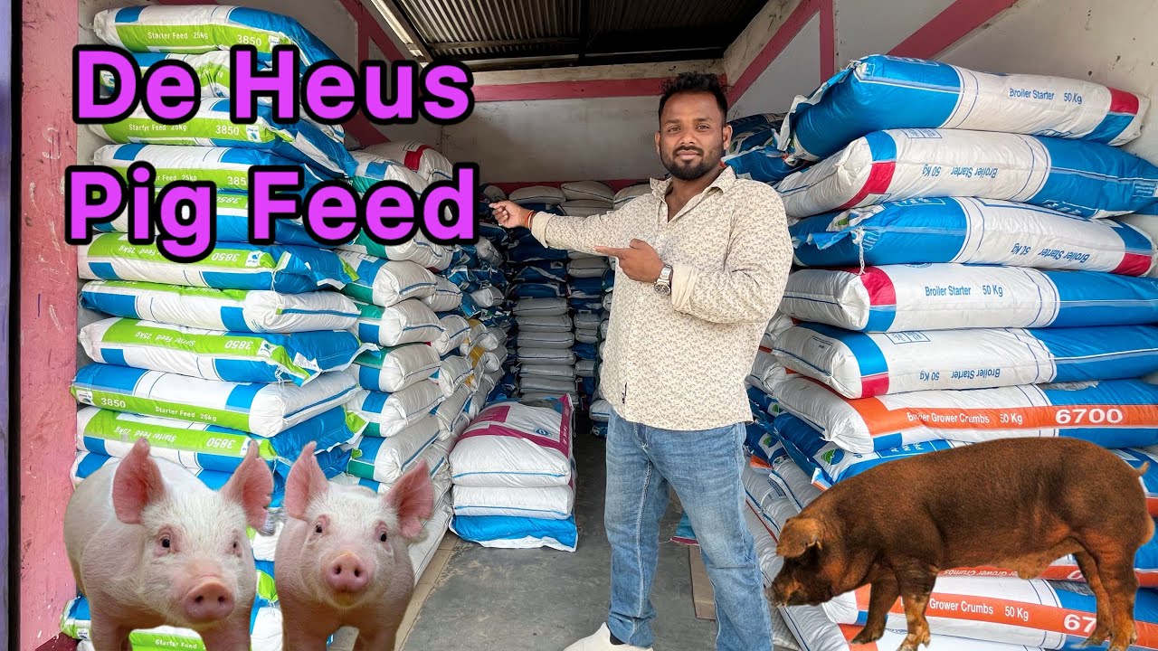 De heus pig feed Dealer. Pig feed solution. Pig farm