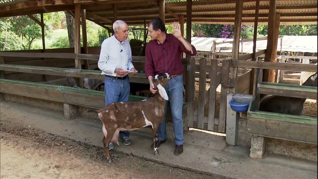 Veterinário explica as qualidades da raça de cabra Anglo-Nubiana (Globo Rural)