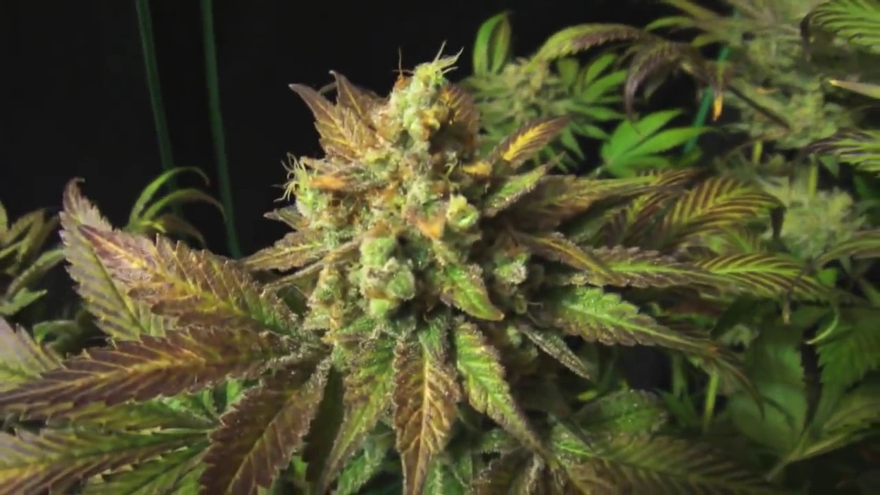 Mexican weed 