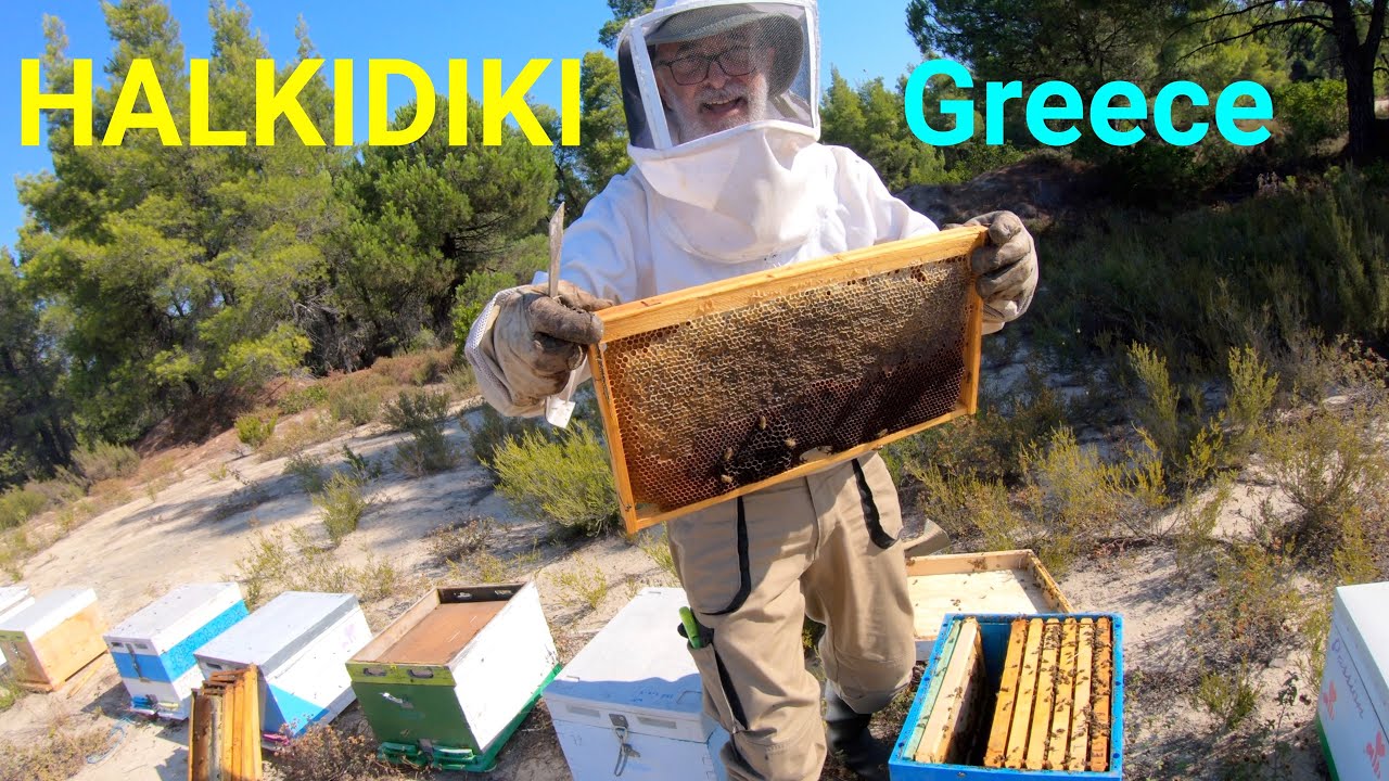 Organic Honey Collection | Halkidiki Greece Sithonia