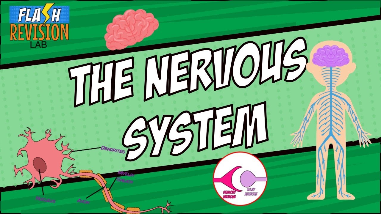 GCSE Biology: The Nervous System | The Full Lesson