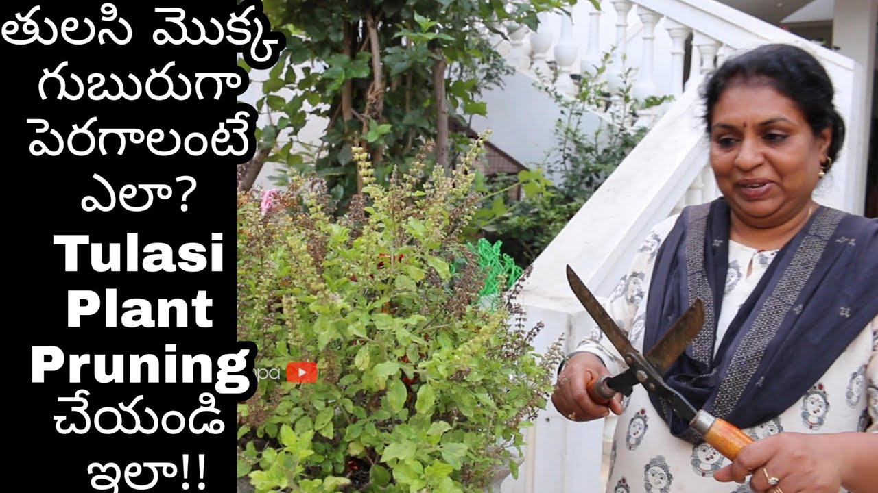 How to grow Healthy& Bushy Tulsi plant/తులసి మొక్క గుబురుగా పెరగాలంటే ఎన్ని మొక్కలునాటాలి? #85