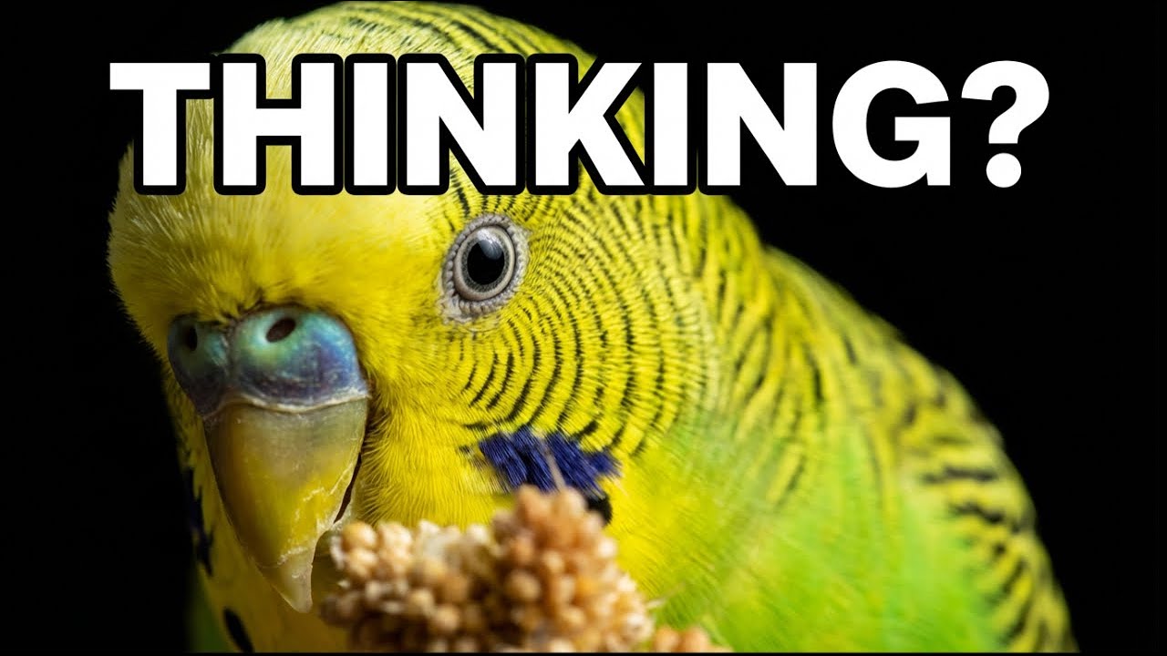 Your Budgie Is Smarter Than You Think (Here’s Proof)