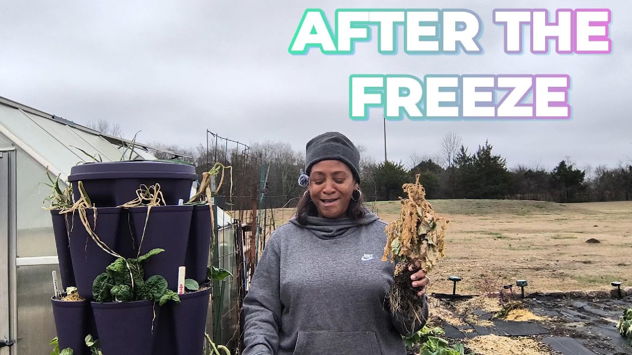 Have freezing temperatures affected your winter garden?