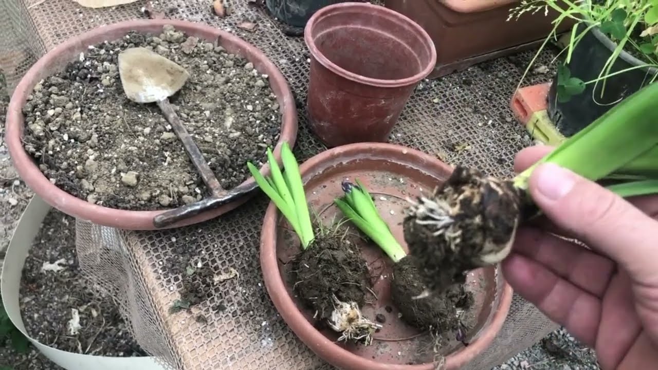 Saksıda Güzeller Güzeli Sümbül Çiçeği Nasıl Yetiştirilir