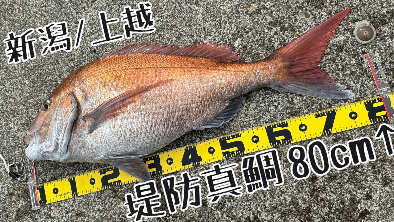 直江津ハッピーで乗っ込み真鯛を探す旅③【夢の80・堤防マダイ・五目釣り】新潟・上越