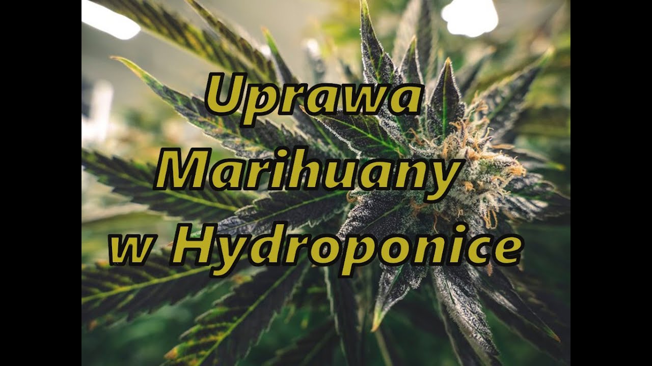 Uprawa marihuany w systemie hydroponicznym