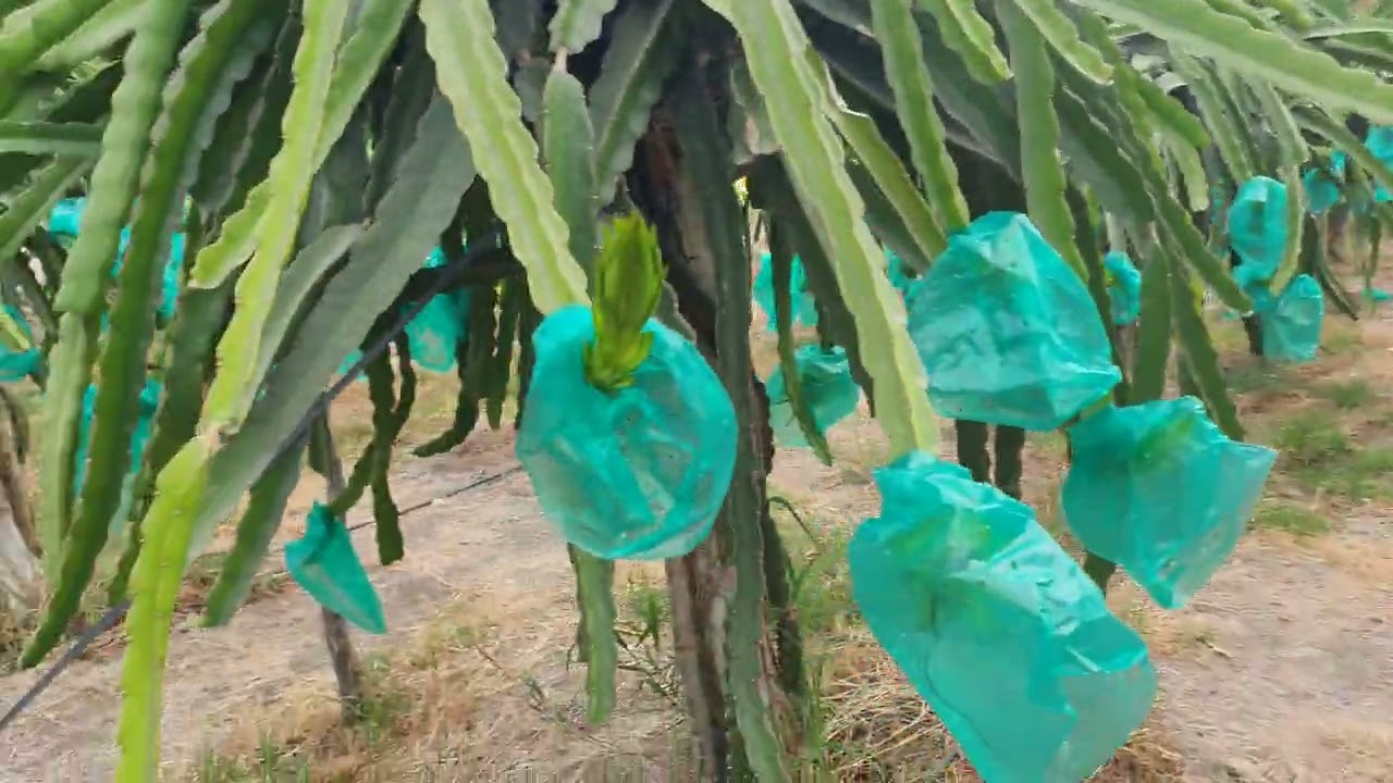 Pitahaya con luz artificial para más floración