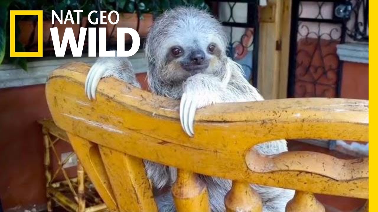 Baby Sloths Learn to Climb on Rocking Chairs | Nat Geo Wild