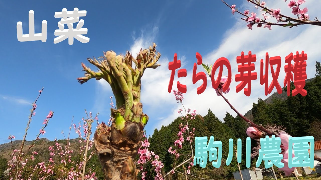 山菜　たらの芽収穫　邑南町　駒川農園　22.4.13