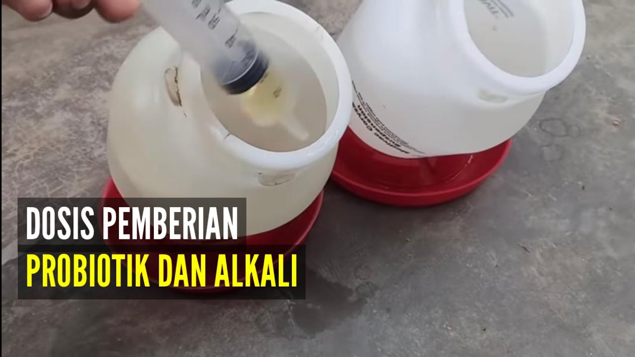 DOSIS PEMBERIAN ALKALI DAN PROBIOTIK UNTUK AYAM