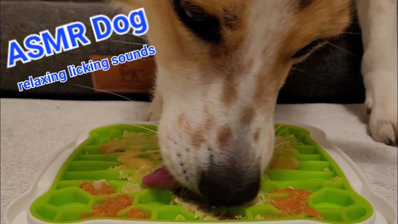 ASMR cute dog licking frozen potato and carrot from lickimat I relaxing, no talking I mukbang