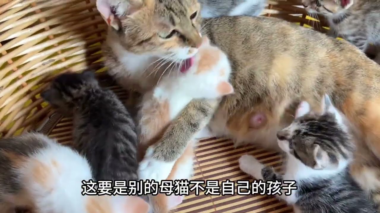 被遗弃的两只猫仔多幸运 才能遇见大咪这善良的妈妈 