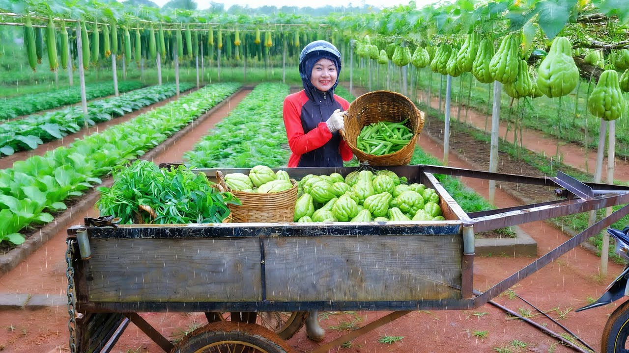 Harvest: Sweet Leaf, Chayote, Okra – Sell At The Market – Plant More Vegetables To Sell