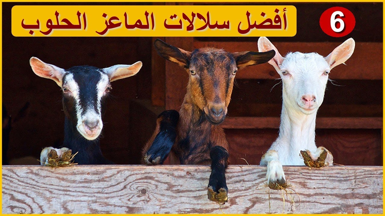 أشهر انواع الماعز الحلوب | أفضل السلالات لإنتاج الحليب بكميات وفيرة