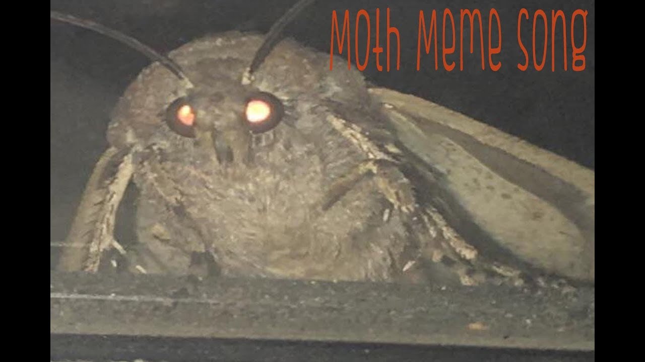 MOTH MEME SONG | 