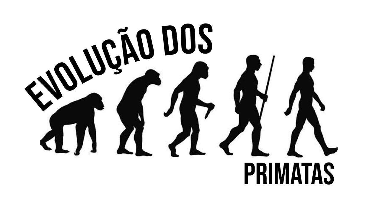 Evolu&ccedil;&atilde;o dos Primatas