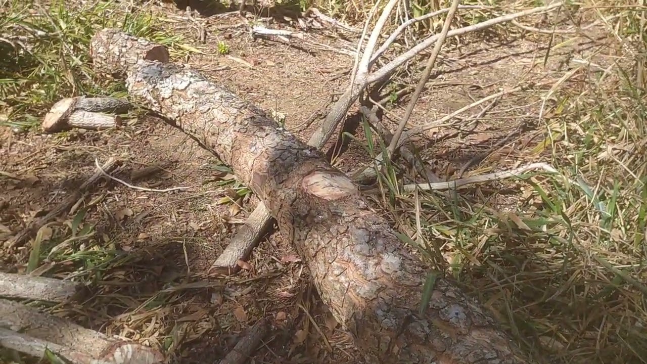 VINHÁTICO (Plathymenia reticulata)