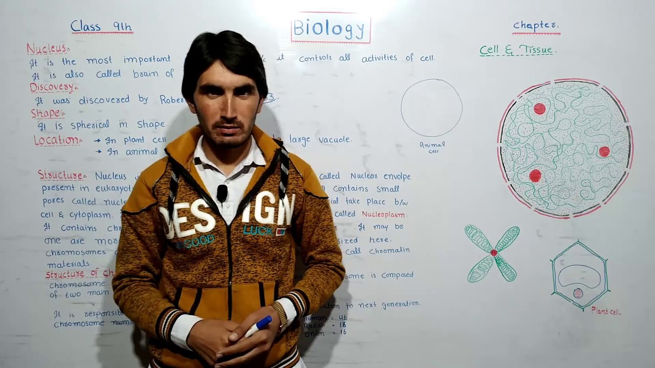 structure and function of nucleus  |class 9th | biology|