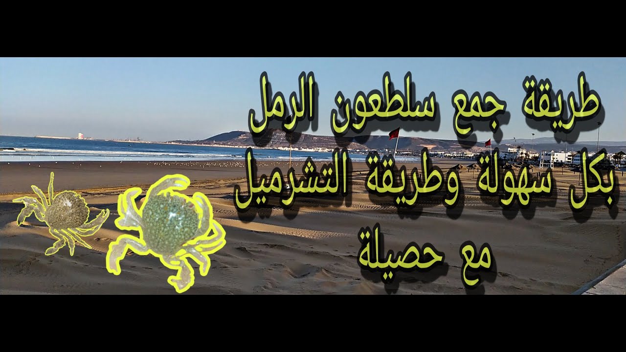 تعلم كيف تجمع سلطعون الرمل مجانا و بسرعة رهيبة لصيد السمك