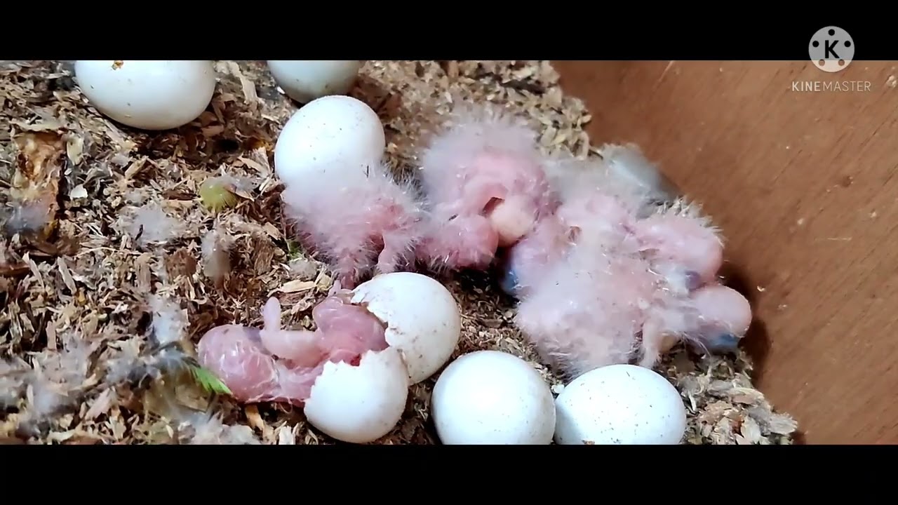 Breeding Progress Of Green Cheek & Pineapple Conures|| Eggs & Five Chicks || Live Egg Hatching