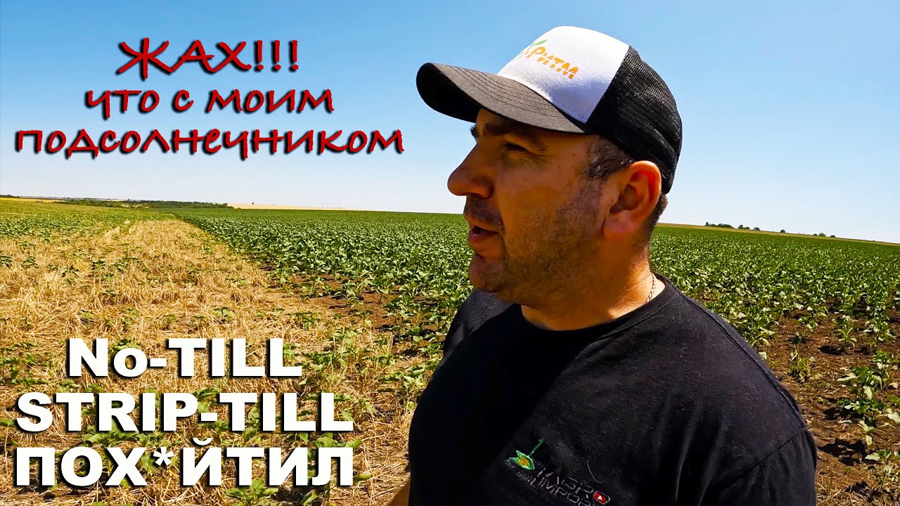 Великий огляд соняшника за технологіями обробки No-till, Strip-Till, вспашка, дисковка, прямой посев