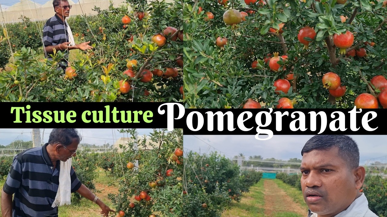 अनार से करोड़ों रुपए कमा रहे हैं, Tissue culture pomegranate, Pomegranate farming,