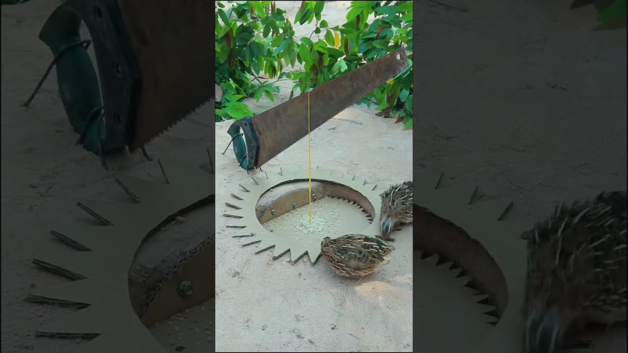 Best Unique Underground Quail Trap  #birdstrap