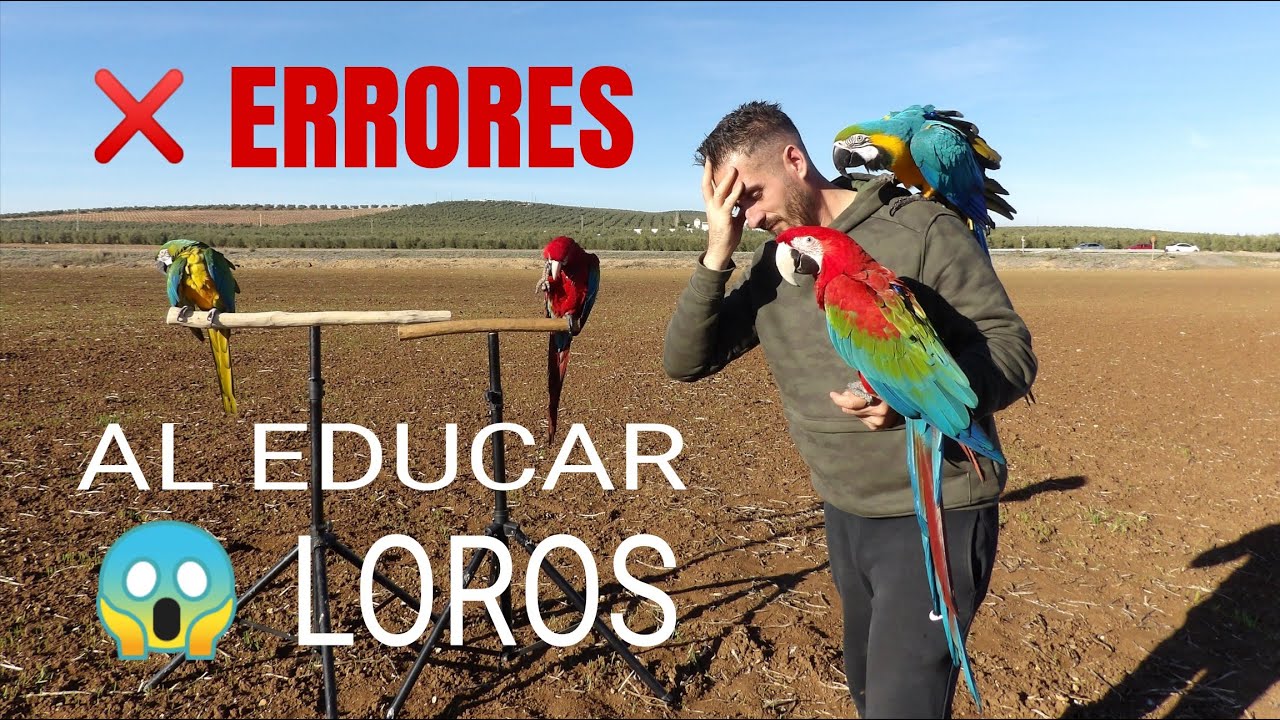 &iquest;C&oacute;mo EDUCAR a un LORO 😱?❌3 ERRORES que NO debes cometer❌