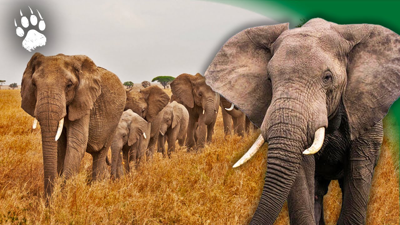 ТАЙНЫ гигантов саванны! 🐘🦒 — Документальный фильм о животных HD — AMP