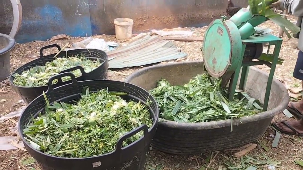 Banana leaves, alternative food for my goats and sheep