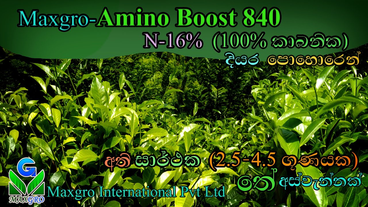Amino Boost 840-World's TastiestTea Ceylon Tea