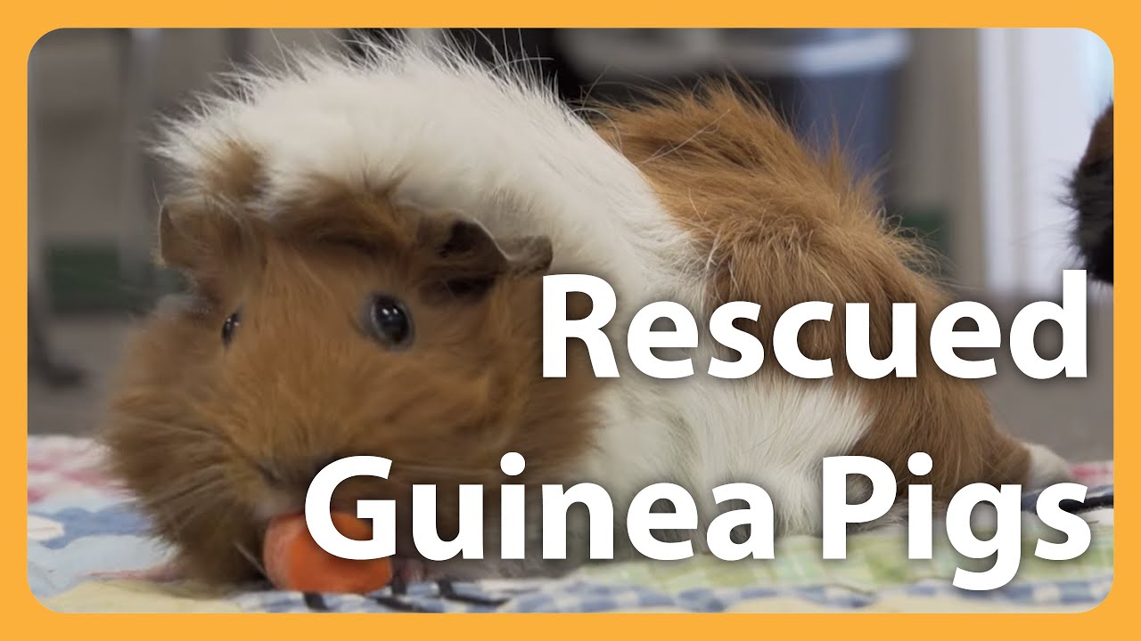 Rescued Guinea Pigs Get Second Chance With Love And A Wheelchair