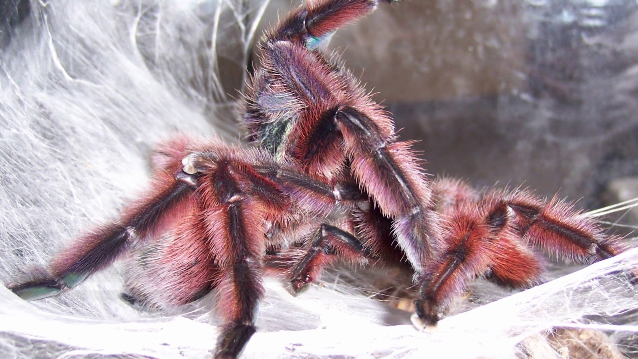 Tarantulas - A Complete Introduction (2019 Documentary)