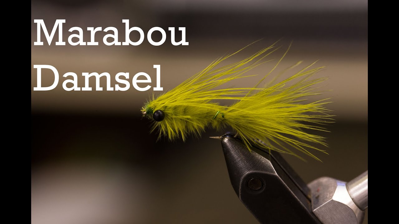 Marabou Damsel