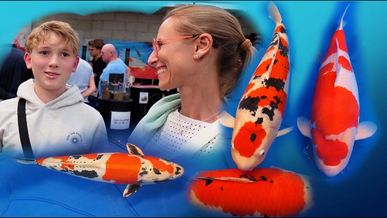 Waarom zijn mensen zo gek op Koi? Belgische Koi show is plezant!